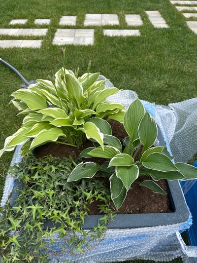 The image shows a close-up, top-down view of a planter box filled with plants. The planter is a dark gray, rectangular box with a textured surface. Inside, there are two types of plants: hostas with variegated green and white leaves, and a dense growth of small-leaved ivy. The planter is partially wrapped in bubble wrap, suggesting it might be new or being transported.
The planter is situated on a lush green lawn, with a path of light-colored square stepping stones visible to the left of the planter. The scene appears to be outdoors, likely in a garden. The lighting suggests it is daytime, possibly late afternoon or early evening due to the shadows cast on the grass by the stepping stones. The weather appears to be fair.
There is no visible text in the image. The overall impression is one of a garden setting, possibly showing a new planting or a planter being prepared for placement.