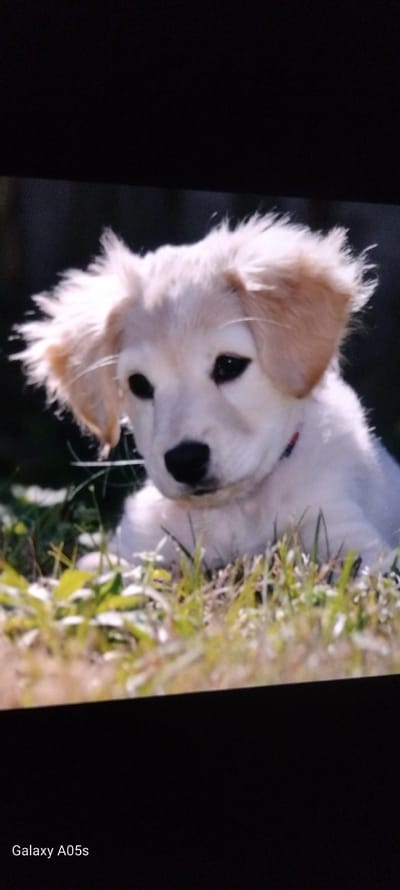 A light-colored puppy, possibly a Golden Retriever, is depicted in a close-up, outdoor shot. The image itself is rotated 90 degrees counter-clockwise. The puppy, with fluffy, cream-colored fur and light brown ears, has dark, expressive eyes and a black nose. It is lying in lush green grass, with its head turned towards the viewer, appearing curious and playful. The background is dark and out of focus, highlighting the puppy. The scene is brightly lit, suggesting a daytime setting with clear weather. Visible in the bottom right corner of the rotated image is the text "Galaxy A05s". The setting for this image is Zavoy, Bulgaria.