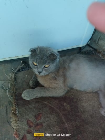 A grey Scottish Fold cat with yellow eyes is lying on a rough, brown mat. The cat's ears are folded down, and its fur appears to be short on its body and longer around its face and paws. The background consists of a light blue wall and a dark, textured surface. The image is taken from a high angle, looking down at the cat. A blurred pink object is visible in the upper right corner, possibly a finger. The bottom of the image shows a watermark that reads "realme Shot on GT Master". There is no information provided about the location in Moldoveanca, Moldova.