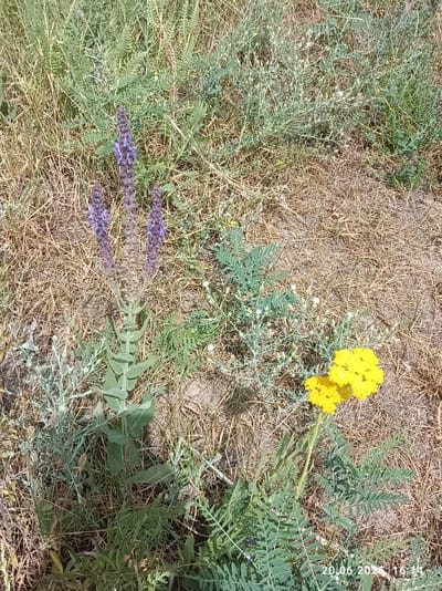 The image displays a close-up view of wild vegetation, possibly in a natural or park setting. Two distinct types of flowering plants are visible: a tall, slender plant with purple flower spikes and a shorter plant with clusters of bright yellow flowers. The ground is covered with dry grass and some green foliage. The lighting suggests it is daytime, and the overall scene appears to be outdoors. A timestamp in the bottom right corner indicates the date "20.06.2020" and the time "16:14". The location, Ak-Beshim, Kyrgyzstan, places the scene within a specific geographical context. There are no people or animals visible in the image.