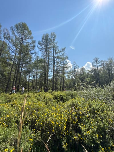 This image depicts a sun-drenched meadow in Bichiktu-Boom, Russia, filled with dense green foliage and vibrant yellow flowers. Tall, slender coniferous trees dominate the background, their branches reaching towards a clear blue sky with the sun shining brightly, casting lens flares. Several individuals are scattered throughout the scene. In the foreground, a woman in a red top and light-colored pants stands to the left, with a man beside her in a white shirt and light pants. Further in the background, a person in a white top and light-colored bottoms is visible, as is another individual in the distance. The overall impression is one of a serene and natural landscape during daytime.