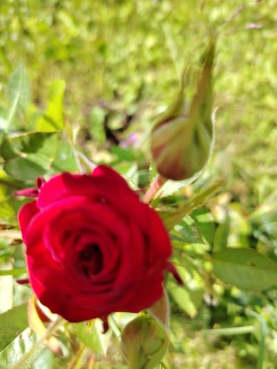 In Soivolovskaya, Russia, a close-up shot captures a vibrant red rose in bloom, its petals unfurling to reveal a deep center. Adjacent to the rose, a single green rosebud stands upright, its pointed tip hinting at future blossoms. The subjects are positioned in the foreground, surrounded by lush green foliage and soft, out-of-focus greenery that suggests an outdoor garden setting. The lighting appears to be natural sunlight, casting subtle highlights on the rose petals and leaves.