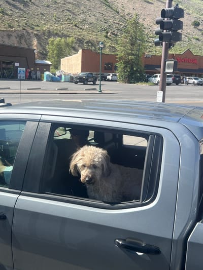 The image depicts a light-colored, fluffy dog observing its surroundings from the partially open rear passenger window of a grey four-door pickup truck. The dog's head and upper torso are visible, with its gaze directed slightly forward and to the left. A person wearing a dark shirt and sunglasses is partially visible in the front passenger seat.
The vehicle is parked in a paved commercial parking lot, delineated by concrete parking blocks. Beyond the truck and parking lot, a street or thoroughfare is visible.
In the background, to the left, is a large, brown, two-story commercial building with visible garage-style doors and various merchandise (coolers, patio chairs, bags of what appear to be soil or mulch) displayed outside. A small, light-colored shed is positioned next to this building. A black pickup truck is visible near this building.
To the right, a large commercial building with a prominent red "TJ.maxx" sign is clearly identifiable. Several white SUVs and other vehicles are parked in front of this store.
A brown pole with multiple black traffic signal heads and a pedestrian signal box stands prominently in the mid-ground. A green street lamp post is also visible to the left of the traffic pole.
The far background is dominated by a steep, rugged mountain slope, sparsely covered with green and brown vegetation and exposed rock. The scene is illuminated by bright sunlight, casting distinct shadows.
This location is identified as the commercial area along Highway 89 in Jackson, Wyoming, specifically near the TJ Maxx store located at 1225 S Highway 89. The prominent mountain range is characteristic of the Jackson Hole valley.