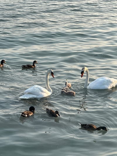 In the serene waters of Lake Chiemsee, Germany, a family of swans and several ducks coexist. Two adult swans, one on the left and another on the right, glide through the rippling water. The swan on the left has its head down, while the swan on the right watches its surroundings. Nestled between the swans are three cygnets, their downy feathers a stark contrast to the sleek plumage of their parents. Several ducks are scattered across the lake, some swimming individually and others in pairs. The calm water reflects the soft, diffused light of the day, creating a peaceful and idyllic scene.
