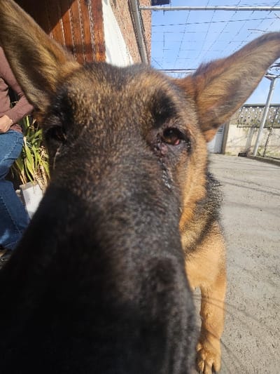 A German Shepherd dog is depicted in a close-up, low-angle perspective outdoors in Zhelyu Voyvoda, Bulgaria. The dog's dark snout occupies the foreground, while its brown and black furred head and erect ears are visible. The dog's right eye shows redness and apparent discharge. Its left eye is visible and appears clear. In the left background, a person wearing a brown long-sleeved shirt and blue jeans is partially visible, standing near green foliage against a brown wooden structure and a white building wall. The right background features a concrete ground surface, a white fence with vertical posts, and an overhead metal trellis structure beneath a clear blue sky.