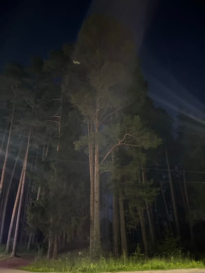 The image depicts a dense forest at night, likely in or near the city of Nikolskoye, Russia. The lighting suggests it is either artificial illumination from an unseen source or a very dark, moonlit night. Tall, slender trees, primarily coniferous, dominate the scene, with their dark silhouettes stark against a deep blue-black sky. Some trees are illuminated from the side, revealing their rough bark and branches. A faint glow streaks across the upper right portion of the sky, possibly from streetlights or distant aerial phenomena. The ground is covered in low-lying vegetation and appears to be an unpaved area, possibly a path or the edge of a road. There are no people or visible animals in the frame. The overall impression is one of a natural, secluded environment after dark.