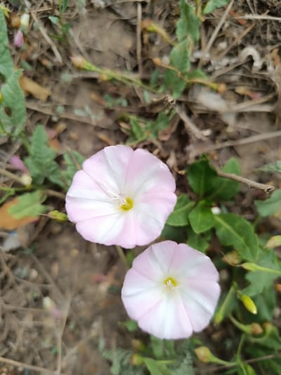 The image shows a close-up, high-angle view of two pink and white bindweed flowers blooming in a natural environment. The flowers have a trumpet shape with delicate petals and yellow centers. They are surrounded by green leaves and stems, with dry grass and soil visible in the background. The scene appears to be outdoors, possibly in a garden or a natural setting. There are no people or animals present. The lighting suggests it is daytime. The location is specified as Қараөткел, Kazakhstan, implying this is a natural scene within that region.