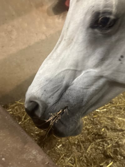 The image depicts a close-up, angled view of a light grey or white equine animal's head, likely a horse, engaged in feeding. The animal's muzzle, right eye, and part of its jawline are visible. It is actively consuming dry, yellowish hay or straw, with several strands protruding from its mouth area. The animal's fur shows minor speckling or dirt marks. In the background, to the left, is a blurred, light brown or tan wall or barrier. To the right and below the animal's head, a bed of similar hay or straw is present on the ground, indicating an indoor stable or enclosure setting. The lighting appears soft and even. This scene takes place in Kfar Monash, Israel.