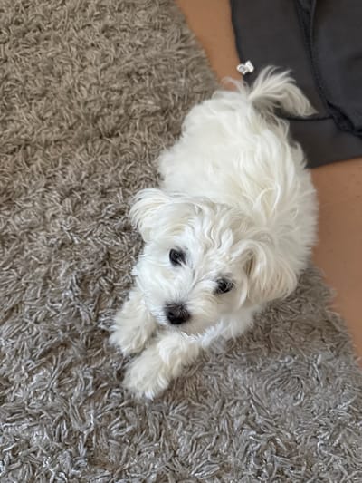 A small, white, fluffy dog with dark eyes and a dark nose lies on a grey, shaggy rug. The dog is looking directly at the camera. Its paws are resting in front of it. To the right of the dog, a dark grey piece of fabric is visible, and to the far right, a lighter brown surface can be seen. There is a small silver bow on the dog's tail. The image does not contain information about the city of Langeoog, Germany.