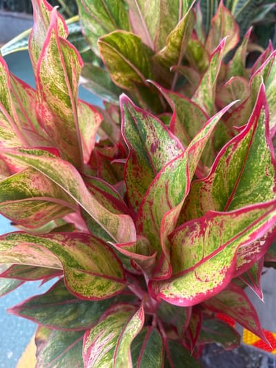 A close-up overhead shot of a potted Chinese Evergreen plant with variegated leaves displaying shades of green, cream, and red. The plant is situated outdoors, with a pale blue, textured surface visible in the background, possibly a wall or pavement. In the far background, a sliver of a yellow and red striped pattern is visible on the ground, hinting at a decorative element or boundary marker. The image appears to be taken in Racha Thewa Subdistrict, Thailand, suggesting an outdoor setting in a warm climate. There are no people or visible actions taking place in the frame.