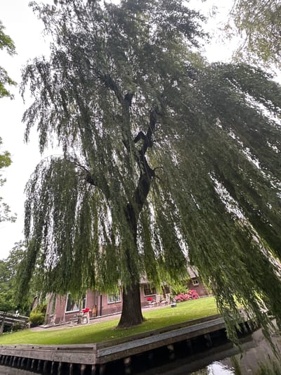 The image depicts a scenic view of a canal in Giethoorn, Netherlands, a village known for its waterways. A large weeping willow tree dominates the foreground, its long, slender branches cascading downwards, creating a curtain of green foliage. The tree's trunk is thick and textured, indicating its age. Beyond the tree, a brick house with a thatched roof is visible, nestled within a lush green lawn. Two empty wooden chairs are placed on the lawn, facing the canal, suggesting a place for relaxation and enjoying the tranquil surroundings. Pink hydrangeas bloom in a vibrant cluster near the house. The canal itself is calm and reflects the overcast sky. A wooden pier or dock lines the edge of the canal, providing access to the water. The overall atmosphere is peaceful and idyllic, characteristic of the charming Dutch village.