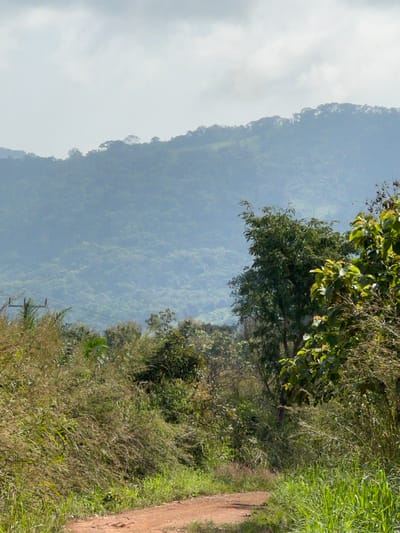 A forensic description of the scene in Logba Adzakoe, Ghana, reveals a rural, undeveloped landscape under an overcast sky. In the immediate foreground, a reddish-brown dirt path, approximately 1.5 meters wide, extends from the lower left, curves subtly towards the center, and recedes into dense vegetation. The path is bordered by thick, unmanaged green grasses and various smaller shrubs on both sides.
The midground features an abundance of tropical flora. On the left side, partially obscured by foliage, a utility pole with horizontal cross arms supports power lines. The right side of the path is flanked by taller, leafy trees and bushes, including a distinct tree with light green leaves and another with darker, denser foliage.
The background is dominated by a series of successive, tree-covered hills or mountains, displaying varying shades of blue-green due to atmospheric haze, indicating significant distance. The uppermost ridge of the most distant hill is clearly defined by a dense canopy of trees. The sky above is entirely covered by a thick layer of light grey and white clouds. No human or animal subjects are present, and no discernable actions or interactions are depicted within the frame.