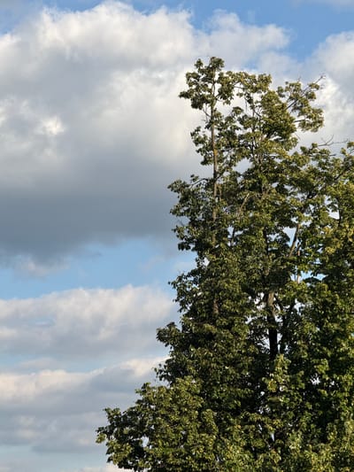 This media file is a vertical, low-angle shot looking up at a large, leafy tree against a partly cloudy sky. The tree occupies the right side of the frame, with its branches and dense green foliage extending towards the top and left. The leaves are varied in shade, with some appearing lighter, possibly due to sunlight filtering through. The sky is a mix of bright blue patches and fluffy white clouds, with a larger, darker grey cloud formation dominating the lower left portion of the image. The transition between the bright and dark clouds is quite stark, suggesting a change in weather or a shadow. The lighting indicates it is daytime, likely late afternoon or early evening, given the contrast between light and shadow. There are no people or specific objects visible, only the natural elements of the tree and sky. The scene evokes a sense of nature and an open outdoor environment. There is no visible text in the image.
