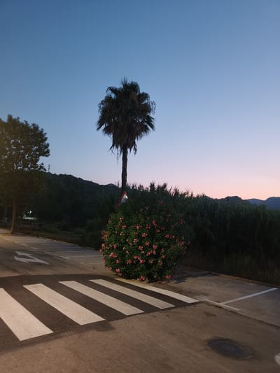 The image depicts a street scene in Benirredrà, Spain, at dusk. A crosswalk with white stripes on dark asphalt is prominent in the foreground. To the right of the crosswalk, a dense, green bush with small pink flowers is situated. Behind the bush, a tall palm tree with sparse fronds stands against a twilight sky that transitions from deep blue at the top to pale pink and orange near the horizon. A triangular red and white sign is partially obscured by the flowering bush. In the background, dark green hills or mountains are visible, with the silhouette of trees and vegetation. To the left of the palm tree, another tree with darker foliage is present. The sky is clear, with no visible clouds. The lighting suggests it is either early morning or late evening. The road appears to be a public street with painted directional arrows and parking space markings visible. A manhole cover is present on the lower right side of the asphalt.