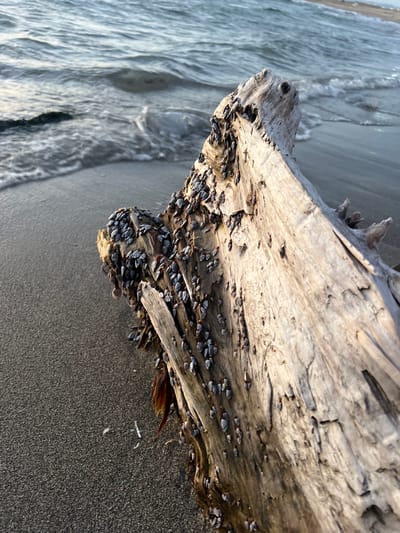 The image presents a close-up, low-angle view of a substantial piece of weathered driftwood resting diagonally on a dark, fine-grained sandy beach. The driftwood, appearing light gray and tan with visible grain and fissures, is heavily encrusted with numerous small, gray-shelled bivalve molluscs, likely gooseneck barnacles, concentrated on its exposed surfaces. Some reddish-brown organic matter, possibly seaweed, is attached near the base of the wood. In the immediate foreground, to the left of the driftwood, a few tiny white and silver fragments of debris are visible on the sand. Beyond the driftwood, gentle waves of a grey-blue ocean roll onto the shore, exhibiting white foam at their breaking points. The lighting suggests either early morning or late afternoon, with soft, directional light casting subtle shadows and highlighting the texture of the driftwood and sand. No people or active interactions are visible. The scene is situated on a beach within the Zvulun Regional Council, Israel.