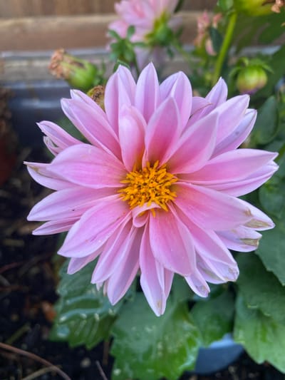 A close-up, eye-level, outdoor, overhead shot focuses on a single, large, light pink dahlia flower in full bloom. The dahlia's petals are arranged in a symmetrical, star-like pattern, with the center of the flower featuring a cluster of bright yellow stamens. The petals have a delicate, almost translucent appearance, and some exhibit slight browning or wilting at the edges. The flower is set against a blurred background of dark soil, green leaves, and what appears to be a wooden fence or planter box. Hints of other pink flowers and green buds are visible in the upper portion of the frame. The lighting is soft and natural, suggesting it was taken during daylight hours. The overall scene evokes a sense of natural beauty and tranquility. This image was not taken in Lütjenwestedt, Germany.