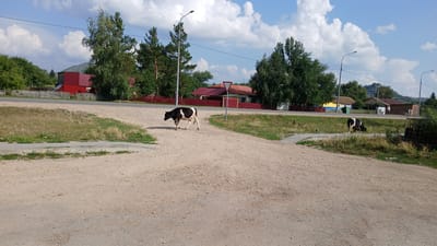 In Savvushka, Russia, a black and white cow walks across a gravel intersection. The cow is positioned in the middle left of the frame, moving from left to right. In the background, a red-roofed building and a cluster of trees are visible. A yield sign is present near the intersection. Another cow is grazing in the background on the right side of the image, near a patch of grass and a fence. The sky is blue with white clouds, and the overall setting appears to be rural.