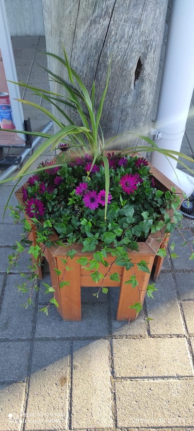 The image shows an outdoor scene with a wooden planter filled with plants. The planter is a light brown color and has a geometric shape. Inside the planter, there are several bright purple flowers with dark centers, possibly African daisies, and lush green ivy. Some long, thin green leaves, possibly from a grass or lily, extend out of the planter.
The planter is situated on a paved surface made of gray rectangular pavers, which are typical for outdoor walkways or patios. To the left of the planter, a large, weathered wooden beam with a knot hole is visible. Above the wooden beam and planter, a white cylindrical pipe runs horizontally, attached to a wall or structure by a clamp. A portion of a fan or ventilation grate is visible above the pipe.
The lighting suggests it is daytime, with sunlight casting shadows on the pavers. The shadows are sharp, indicating a bright and clear day. There is no visible text in the main area of the image. The overall scene appears to be in a garden or outdoor seating area. The flowers and greenery suggest a pleasant, possibly spring or summer, environment.