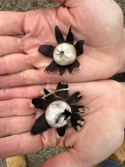 The image shows two mature earthstar mushrooms (Geastrum) held in the palms of two hands. The mushrooms have a spherical spore sac surrounded by petal-like rays. One spore sac is intact, the other has a hole in it. The hands are light-skinned with visible veins and wrinkles. The background is blurred, but it appears to be outdoors, with dry grass and possibly leaves visible. The location is unspecified, so I cannot determine if it is in the city of Boulder, United States.