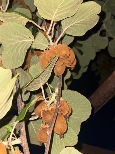 In the city of Svinjišta, Montenegro, a close-up, vertical shot showcases a cluster of fuzzy, brown kiwifruits hanging from a vine amongst large, light green, textured leaves. The fruits, some appearing ripe and others possibly less so, are grouped together on branches and stems. Some fruits have withered remnants at their tips. The surrounding foliage is dense, with the light green leaves dominating the frame, some displaying visible veins. The background is dark, suggesting an outdoor setting at dusk or night, with the hints of a tree trunk or branch visible on the right side. The lighting is dim, casting some shadows and highlighting the fuzzy texture of the kiwifruits and the veining of the leaves.