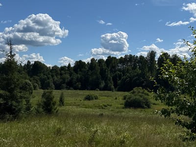 This media file depicts a serene, natural landscape under a bright blue sky dotted with fluffy white clouds. The foreground is dominated by a field of tall, green grass and wildflowers, suggesting a warm, sunny day, likely in the late spring or summer. Several small evergreen trees stand scattered throughout the meadow, adding texture and depth to the scene.
In the mid-ground, a dense line of dark green trees forms a natural border, with a mix of deciduous and evergreen varieties creating a rich, varied canopy. Behind this line of trees, the landscape continues with more greenery, hinting at a forest or woodland stretching into the distance. To the right of the frame, a leafy tree branch with sunlight filtering through its leaves is prominent, adding a sense of foreground detail and framing the wider view.
The overall impression is one of tranquility and natural beauty. The clear sky and vibrant green vegetation suggest fair weather and a pleasant time of day, possibly mid-morning or early afternoon. There are no people or man-made objects visible, emphasizing the unspoiled, natural character of the scene. The location is identified as Sholokhovo, Russia.