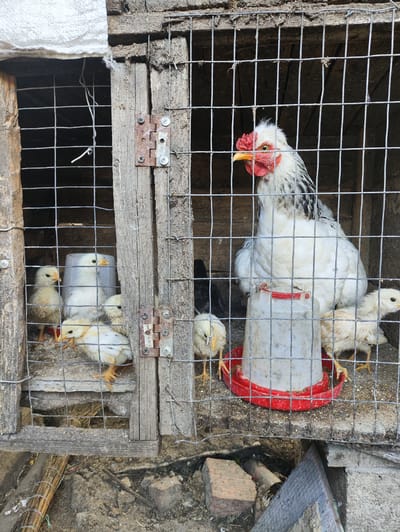 A hen and several chicks are contained within a wooden and wire-mesh coop. The hen, white with black markings, stands near a red-bottomed feeder, facing left with its head tilted slightly. The chicks, mostly yellow and white, are scattered around the hen, some standing, some appearing to peck at the ground. The coop is rustic, with weathered wood and wire mesh forming its structure. The ground outside the coop is rough and uneven, with dirt, stones, and debris visible. The scene appears to be outdoors in a rural or semi-rural setting. The presence of a chicken coop and the general condition of the enclosure suggest a farm or domestic animal enclosure, likely in Risipeni, Moldova, given the context provided.
