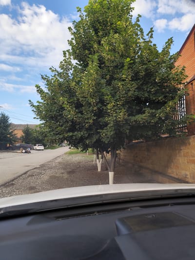 A wide shot captures a street scene in Gudermes, Russia, under a partly cloudy sky. A large, leafy tree with small yellow flowers dominates the right side of the frame, its branches extending towards the sky. The tree's trunk is painted white at the base, a common practice in some regions to protect them from pests and sunscald. To the right of the tree, a brick wall with a wrought-iron fence runs along the property line, separating it from a building with a dark red tiled roof visible at the far right edge of the image.
The street itself is paved with asphalt and appears to be in moderate condition, with some gravel and debris visible on the shoulder. Several cars are parked along the street, including a dark-colored sedan on the left, a white sedan further down, and another vehicle further in the distance. In the foreground, the hood and dashboard of a vehicle are visible, suggesting the photograph was taken from inside a car. The overall impression is a quiet residential street on a pleasant day.