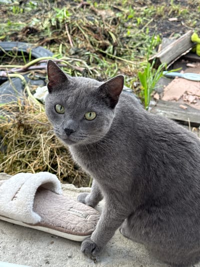 In Brodokalmak, Russia, a grey cat with bright green eyes sits on a concrete surface. To the left of the cat, a fluffy, cream-colored slipper is visible. The background consists of dry grass, some dark, possibly rubbery material, and scattered pieces of wood and debris. The scene appears to be outdoors, with a slightly overcast sky.