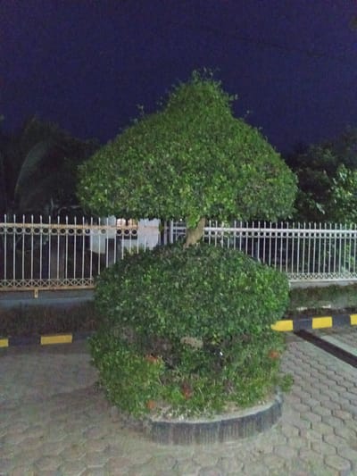 A topiary bush is featured prominently in the foreground of this nighttime image. The bush is shaped with a rounded, bulbous lower section and a more conical, umbrella-like upper section, both covered in dense green foliage. It is planted in a dark, circular planter. Behind the bush, a white, ornate metal fence with vertical bars and decorative circular and crisscrossed elements stretches across the frame. Beyond the fence, the background is dark, with hints of trees and possibly a building illuminated by artificial light. The ground in front of the planter is paved with interlocking hexagonal bricks, and there are yellow and black striped parking bollards visible on the right side. The sky above is a dark, deep blue, indicating it is night. The image appears to have been taken in an outdoor urban or suburban setting, likely a park, garden, or public space.