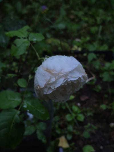 The image shows a close-up of a single white rose in a garden. The rose is partially closed and appears to be wet, with droplets of water visible on its petals. The background is a blur of green foliage, suggesting it is a natural outdoor environment. There are no people or man-made structures clearly visible in the image. The overall lighting is dim, indicating it might be overcast or late in the day. The location of Астра-1 Днт, Russia is not explicitly depicted or discernible from the visual information in the photograph itself.
