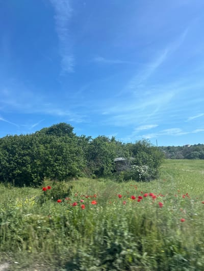 The image captures a vibrant rural landscape under a clear blue sky. In the foreground and stretching towards the right midground is a lush green field, abundant with wild grasses and interspersed with numerous striking red poppies. A scattering of smaller yellow wildflowers is also visible within the green expanse.
Across the left side of the frame, a dense line of green trees and bushes forms a natural barrier or covers a gentle hillside. The foliage is thick and verdant, suggesting a healthy ecosystem. Peeking through the trees on the distant hillside, a small white structure, possibly a building, is faintly visible. A thin, dark, vertical pole, possibly a utility pole, can also be discerned amidst the trees.
The sky occupies the upper portion of the image, showcasing a brilliant, clear blue hue. Wispy, white cirrus clouds or contrails streak across the sky, adding texture and suggesting good weather conditions.
The scene depicts a sunny day, likely morning or afternoon, given the bright and well-lit environment. There are no people or specific activities taking place, presenting a peaceful and natural setting. The overall impression is one of natural beauty and tranquility, characteristic of a countryside landscape in an area like Kumanovo, Bulgaria during spring or early summer when poppies are in bloom. No visible text is present in the image.