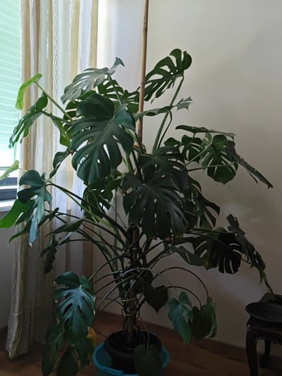 The image shows a large, healthy Monstera plant indoors. The plant has numerous dark green, fenestrated leaves, with some leaves showing slight yellowing and browning at the edges. The plant is supported by a tall, thin wooden stake. It is potted in a dark container, which is then placed inside a light blue plastic bucket. The plant is positioned near a window with striped blinds and sheer curtains. To the right, a portion of a dark, ornate wooden table or stool is visible. The overall lighting suggests an indoor setting during daylight. The image does not provide any specific information that would allow for its location to be identified as Cuorgnè, Italy.