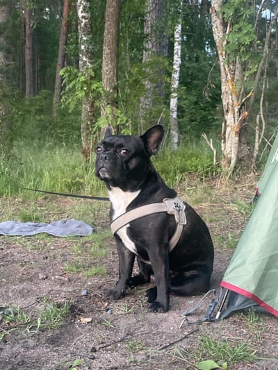 A black and white French Bulldog, wearing a tan harness, sits on the dirt ground in a wooded area. The dog is looking up and to its left. Behind the dog, there is a green tent with a red trim, and to the dog's left, a folded grey blanket lies on the ground. The background consists of trees and tall grass. The location is Lebyazhye, Russia.