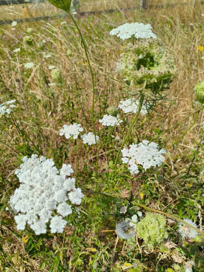 This is a close-up, eye-level, outdoor, daytime, vertical photograph of Queen Anne's Lace flowers in a meadow. The flowers are white and have a lace-like appearance. There are also some green seed heads visible. The background is a blur of dry grass and some smaller purple and yellow wildflowers. The scene appears to be in a rural area, possibly a meadow or field, with a fence visible in the upper left corner. The image does not provide any specific location within Rushcliffe, United Kingdom, but suggests a natural setting. No people, actions, or interactions are depicted.