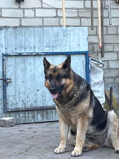 In the village of Seredivka, Ukraine, a German Shepherd dog is sitting on a paved surface in front of a weathered corrugated metal door. The door is framed by a blue metal structure. Behind the door, a brick wall is visible. Several tools, possibly shovels or rakes, are leaning against the brick wall. A white sack is also leaning against the wall. The dog is looking towards the viewer with its tongue slightly out. The ground is a rough, gray pavement with some sparse green vegetation. A large, light-colored rock is visible to the left of the door. The overall scene appears to be an outdoor area, possibly a yard or a service area.