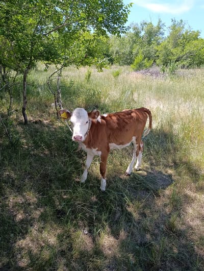 A young calf with brown and white markings stands in a grassy field. The calf is facing the camera and has a yellow tag on its left ear. Behind the calf, there is a line of trees and a clear blue sky. The ground is covered in green grass and shadows from the trees. The image appears to be taken outdoors in a rural or natural setting.