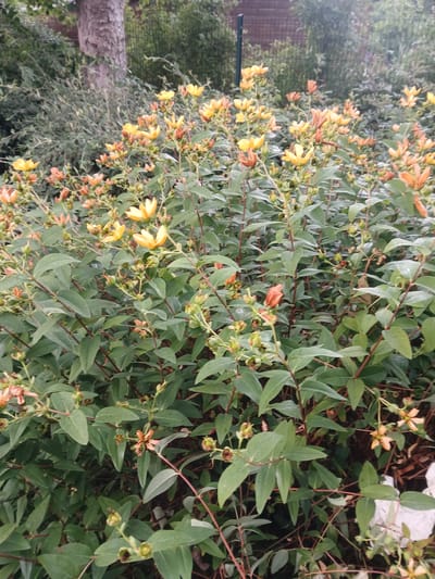 The image displays a close-up of a dense shrub with numerous small, yellow and orange flowers in various stages of bloom. The leaves are a deep green, elongated, and ovate, with prominent veins. The stems are reddish-brown and appear somewhat woody. Several buds are also visible, some appearing as small, green, rounded structures. The overall impression is of a lush, naturalistic setting, likely a garden or a wilder area given the density of the foliage and the presence of what appears to be a fallen tree trunk or large branch in the background on the left.
The lighting suggests it is daytime, and the slightly muted colors and wet appearance of some leaves might indicate recent rainfall or dew. The background is out of focus, but hints of other vegetation and a dark vertical element (possibly a fence post or part of a structure) are discernible. No people are present in the image. The scene evokes a sense of nature's abundance and the delicate beauty of flowering plants. The location context provided is Charleville-Mézières, France, which, combined with the flora, suggests a temperate climate environment. No text is visible in the image.