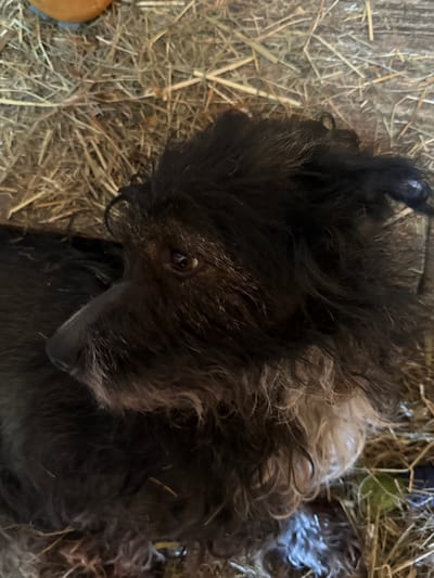 A close-up shot depicts a dog lying on hay. The dog is mostly black with some gray patches, especially around its snout. It's resting its head on the hay, with its eye visible. The background is entirely composed of loose, dry hay. The location and city of Severnyi, Russia, are not discernible from the image.