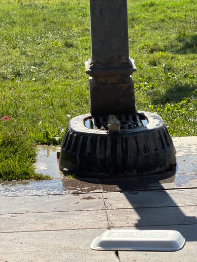 A bird stands on the edge of a water fountain in Köprübaşı, Turkey. The fountain is made of dark metal with a fluted base and a grate on top. Water is pooling around the base of the fountain and on the paved area in front of it. The background is a grassy area with some sunlight filtering through. A white disposable food container is on the pavement in the foreground.