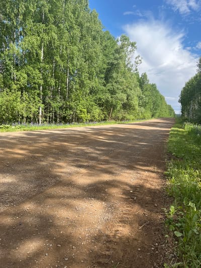 This image depicts a rural dirt road stretching into the distance, flanked by dense green trees on both sides. The road surface is composed of reddish-brown dirt and small stones, with dappled sunlight casting shadows across it. On the left side of the road, a line of purple flowers is visible in the grass. The trees on the left appear to be primarily birch trees with white bark and lush green foliage. On the right side of the road, there is also a line of trees, and the grass appears taller and wilder, with some larger leafy plants. The sky above is a bright blue with scattered white clouds. The scene suggests a summer day in a natural, undeveloped area. The location is identified as being in the city of Nekrasovo, Russia. There are no people or animals visible in the image, nor any man-made structures other than a single wooden post on the left side of the road.