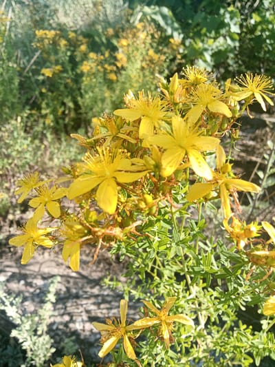 The image shows a close-up view of several bright yellow St. John's wort flowers in bloom. The flowers have five petals and prominent stamens. They are growing on a plant with small, green leaves and slender stems. In the background, other similar plants with yellow flowers are visible, along with blurred green foliage and dappled sunlight filtering through. The ground appears to be a mix of soil and gravel, with some lighter-colored vegetation in the lower left. The scene suggests an outdoor, natural setting. The image does not contain any people or specific city landmarks.