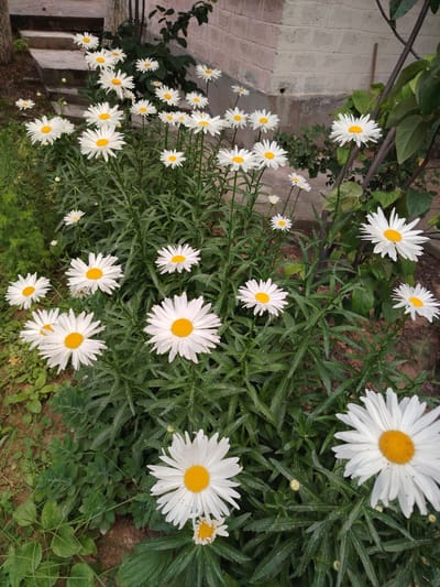 In Navbahor, Uzbekistan, a cluster of white daisies with yellow centers grows in front of a weathered brick building. The daisies are in various stages of bloom, with some fully open and others still budding. The building's facade is textured with visible mortar lines, and a section of concrete foundation is visible at its base. To the left of the building, a set of concrete stairs ascends, partially obscured by foliage. The ground is covered in a mix of soil and green vegetation, with some dry leaves scattered about. The lighting suggests it is daytime, with soft shadows indicating an overcast or diffused light source.