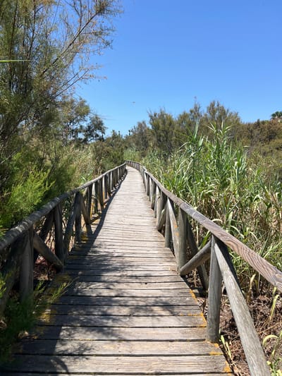 An image shows a wooden boardwalk winding through a natural area with lush green vegetation under a clear blue sky. The boardwalk is made of weathered wooden planks and is bordered by a rustic wooden railing. The vegetation consists of tall grasses and shrubs. The scene appears to be a nature path or trail, possibly in a park or coastal area. The location is the urban area of San Roque, Spain. There are no people visible in the image. The sun casts shadows across the boardwalk, indicating it is daytime. The overall impression is one of a peaceful and natural environment.