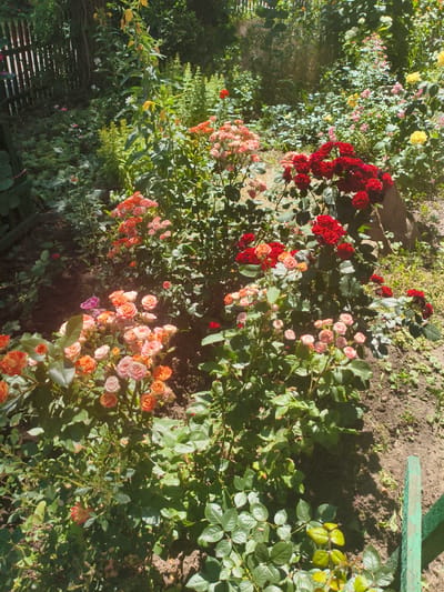 The image depicts a vibrant rose garden in Alchevsk, Ukraine, bathed in bright sunlight. Various shades of roses are in full bloom, including deep reds, soft pinks, peachy oranges, and delicate creams. Some roses are in tight bud, while others are fully open, showcasing their intricate petal formations. The roses are arranged in clusters and bushes, creating a lush and colorful display. The garden floor appears to be a mix of soil and scattered green foliage, with some areas shaded by the dense rose bushes. A rustic wooden fence with vertical slats is visible on the left side of the frame, suggesting the edge of a property. In the background, more greenery and trees suggest a natural, perhaps slightly overgrown, environment. A small, weathered green post is visible in the lower right corner, possibly marking a boundary. No people or animals are present in the scene.