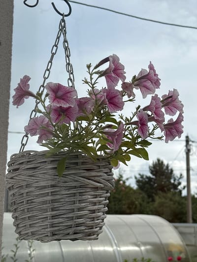 A close-up, medium shot captures a hanging basket filled with pink and white petunias, suspended from a metal chain against an overcast sky. The basket itself is woven from grey wicker, with the flowers spilling over its edges. To the left, a portion of a grey, textured pillar is visible. In the background, out of focus, are dark green trees and a translucent, curved structure, possibly a greenhouse. The scene is set in the village of Konstantinovo, Russia. There are no people present.