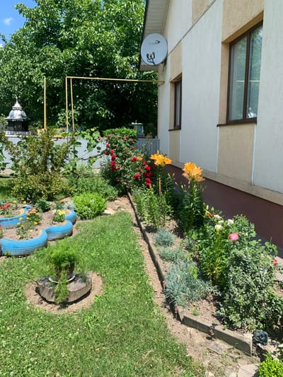 The image depicts a sunny day in a backyard garden in Zamostia, Ukraine. A two-story house with beige and cream-colored stucco walls is visible on the right. It has brown-trimmed windows with blinds. A satellite dish is mounted on the wall. The garden is lush with a variety of plants and flowers. In the foreground, several semicircular blue planters, made from repurposed tires, hold small yellow and orange flowers. To the left, a large tree provides shade, and a metal fence runs along the property line. A decorative metal structure with a domed top is also present. The central part of the garden features a flower bed with bright orange lilies, red roses, and various green bushes and plants. A wooden border separates the lawn from the flower beds. A potted plant sits on a wooden stump in the grassy area. The environment is well-maintained and suggests a pleasant outdoor living space.