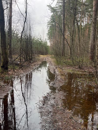 The image presents a flooded path through a forest. The water surface reflects the surrounding trees and sky. The scene appears to be outdoors during the daytime. It's difficult to determine the exact location within Nazar'evo, Russia, without further information. The image focuses on the natural environment, showing no people or signs of urban development directly within the frame. The path is partially submerged in water, creating a mirror-like reflection of the trees on either side. The surrounding vegetation includes bare trees and fallen leaves. Raindrops create ripples on the water surface.