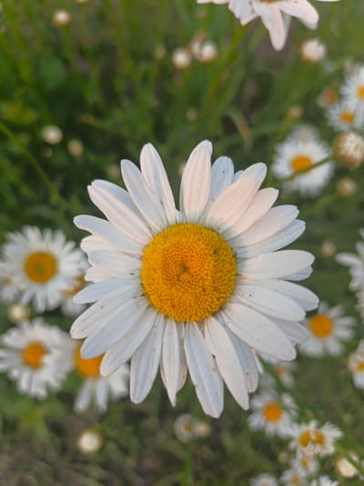 A close-up, vertical, high-angle shot features a large daisy in the foreground with its bright yellow center and white petals. The daisy is sharply in focus, while the background is blurred with green foliage and several other out-of-focus daisies. The lighting suggests it is either early morning or late afternoon, casting a warm glow on the petals. The scene is consistent with a natural or cultivated garden setting, potentially within the vicinity of Kalachevo, Russia, given the typical flora found in such regions. There are no people or animals present in the image.