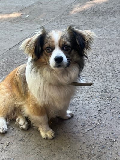 The image shows a medium-sized dog, possibly of a mixed breed, lying on a textured, grey concrete surface. The dog has long, shaggy fur with patches of brown, white, and black. Its face is white with brown markings around its eyes and ears. A small, thin twig is resting on the dog's neck fur, partially obscured by its head. The dog is looking directly at the camera with an alert expression. The lighting suggests it is daytime, and the concrete surface hints at an outdoor or possibly a garage setting. The image is taken from a high angle, looking down at the dog. There is no visible text in the image. The setting is identified as Chernove, Ukraine.