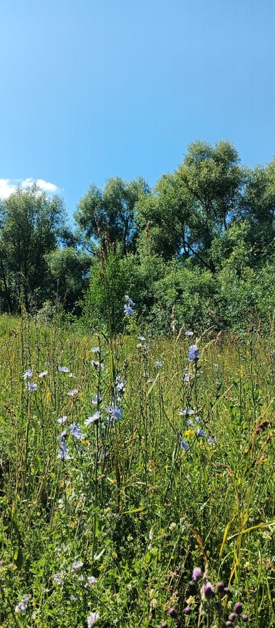 A vertical, eye-level outdoor shot captures a vibrant meadow dotted with small blue flowers under a clear, bright blue sky. The meadow is densely packed with various green grasses and wildflowers, with taller, dry grass stalks interspersed throughout. In the background, a thick line of lush green trees forms a natural border, their foliage appearing full and healthy. The overall scene suggests a sunny day in a natural, undeveloped area. The image was taken in Podgornoe, Russia.